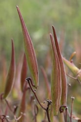 Photo 2 of Asclepias tuberosa