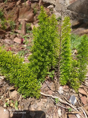 Photo 1 of Asparagus densiflorus