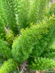 Photo 2 of Asparagus densiflorus
