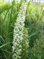 Photo 3 of Asparagus densiflorus