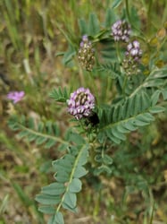 Photo 3 of Astragalus spp.