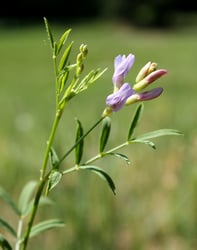 Photo 8 of Astragalus spp.