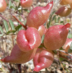 Photo 5 of Astragalus spp.
