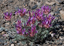 Photo 4 of Astragalus spp.