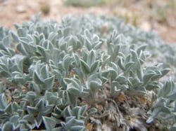 Photo 7 of Astragalus spp.