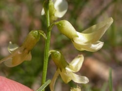 Photo 6 of Astragalus spp.