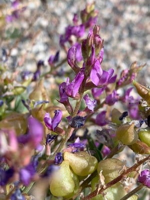Photo 1 of Astragalus spp.