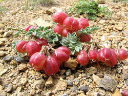 Photo 9 of Astragalus spp.