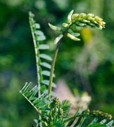 Photo 2 of Astragalus spp.