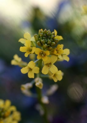 Photo 1 of Barbarea orthoceras