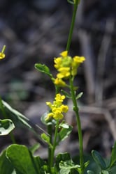 Photo 4 of Barbarea orthoceras