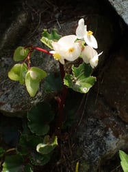 Photo 5 of Begonia semperflorens