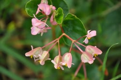 Photo 9 of Begonia semperflorens