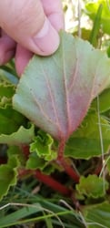 Photo 4 of Begonia semperflorens