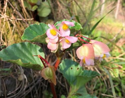Photo 7 of Begonia semperflorens