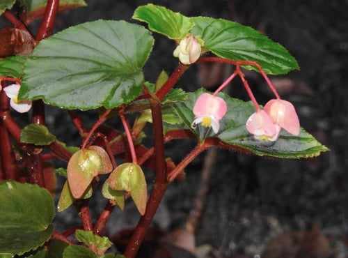 Photo 1 of Begonia semperflorens