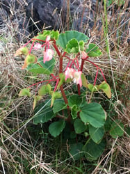 Photo 8 of Begonia semperflorens