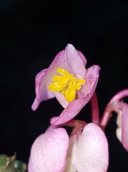 Photo 3 of Begonia semperflorens