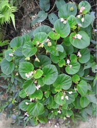 Photo 2 of Begonia semperflorens