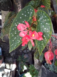 Photo 4 of Begonia spp.