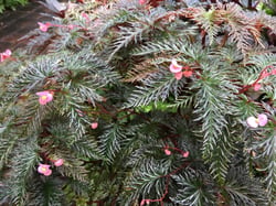 Photo 5 of Begonia spp.