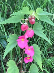 Photo 2 of Begonia spp.