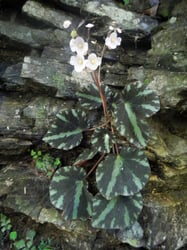 Photo 3 of Begonia spp.