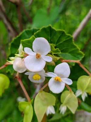 Photo 1 of Begonia spp.