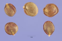 Photo 5 of Berteroa incana