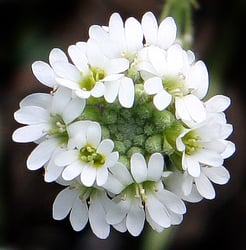 Photo 3 of Berteroa incana