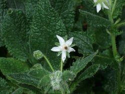 Photo 3 of Borago officinalis