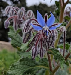 Photo 4 of Borago officinalis