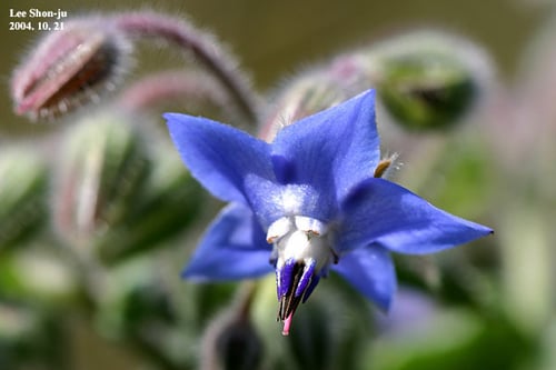 Photo 1 of Borago officinalis