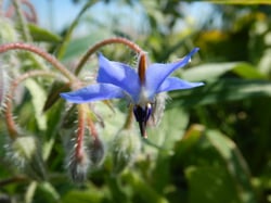 Photo 2 of Borago officinalis
