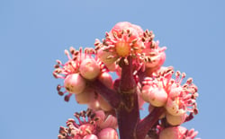 Photo 4 of Brassaia actinophylla