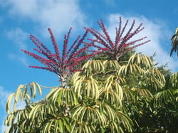 Photo 2 of Brassaia actinophylla
