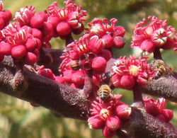 Photo 3 of Brassaia actinophylla