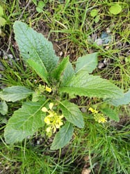 Photo 9 of Brassica kaber