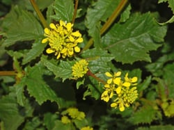 Photo 2 of Brassica kaber