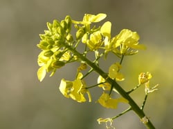Photo 4 of Brassica kaber
