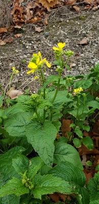 Photo 1 of Brassica kaber