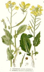 Photo 8 of Brassica kaber