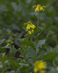 Photo 3 of Brassica kaber