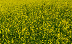 Photo 6 of Brassica kaber