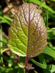 Photo 7 of Brassica kaber