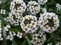 Photo 2 of Brassica spp.