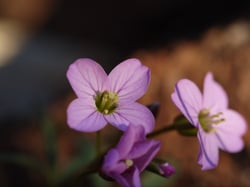 Photo 5 of Brassica spp.