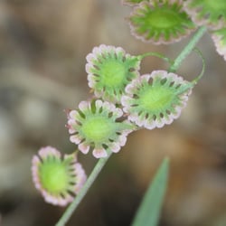 Photo 4 of Brassica spp.