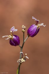 Photo 9 of Brassica spp.