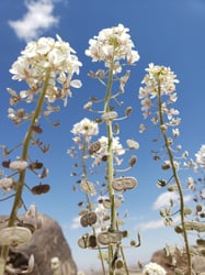 Photo 3 of Brassica spp.